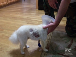A pet that survived an attack by a coyote
