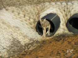 A photo of a coyote inside the City Limits of Winston-Salem, NC