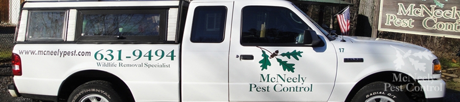 Coyote Control and Removal Greensboro WinstonSalem, NC McNeely Pest Control
