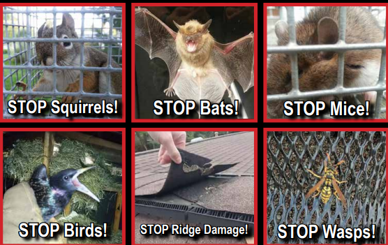 Protect your home from wildlife. Birds, squirel, bats, mice