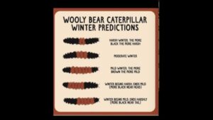 CAn the wooly worm predict weather?