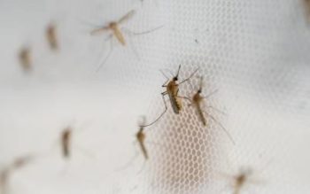 Mosquitoes in Winston-Salem NC - McNeely Pest Control