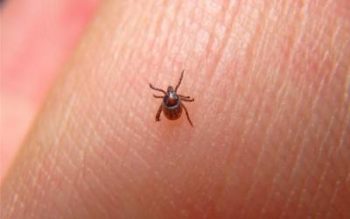 A tick found in Winston-Salem NC - McNeely Pest Control