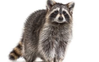 A raccoon, wildlife on a white background