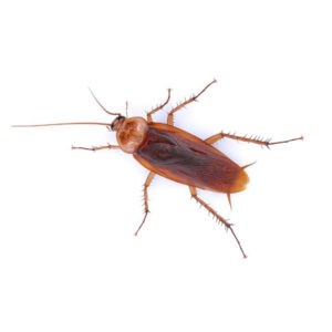 American Cockroach identification iin Winston-Salem |  McNeely Pest Control, Inc
