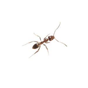 Argentine Ant identification in Winston-Salem |  McNeely Pest Control, Inc