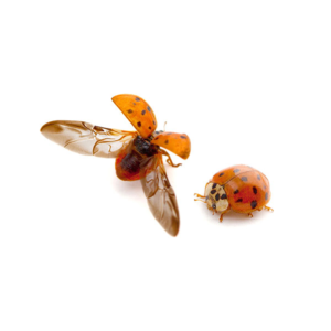 Asian Lady Beetle identification in Winston-Salem |  McNeely Pest Control, Inc