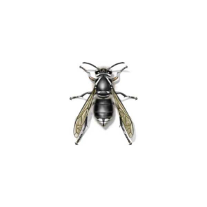 Bald-Faced Hornet identification in Winston-Salem |  McNeely Pest Control, Inc