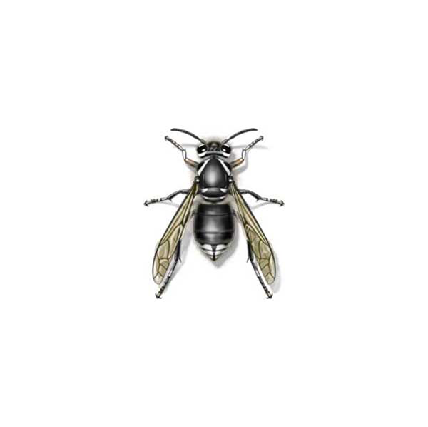 Bald-Faced Hornet identification in Winston-Salem |  McNeely Pest Control, Inc