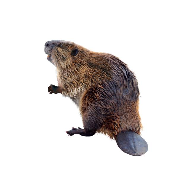 Beaver identification in Winston-Salem |  McNeely Pest Control, Inc