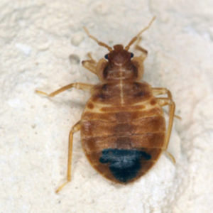 Bed Bug identification in Winston-Salem |  McNeely Pest Control, Inc