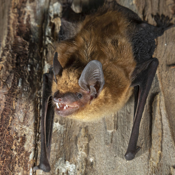 Big Brown Bat identification in Winston-Salem |  McNeely Pest Control, Inc