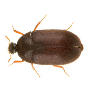 Black Carpet Beetle identification in Winston-Salem |  McNeely Pest Control, Inc