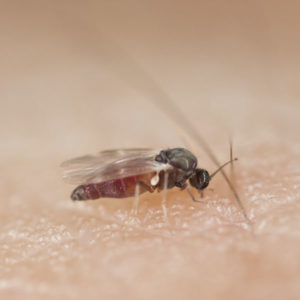 Black Fly identification in Winston-Salem |  McNeely Pest Control, Inc