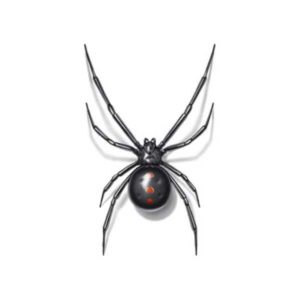 Black Widow identification in Winston-Salem |  McNeely Pest Control, Inc