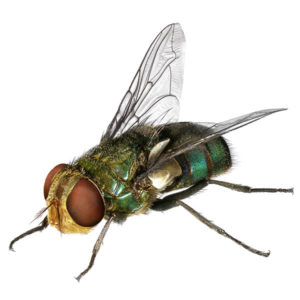 Blow Fly identification in Winston-Salem |  McNeely Pest Control, Inc