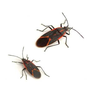Boxelder Bug identification in Winston-Salem |  McNeely Pest Control, Inc