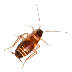 Brown-Banded Cockroach identification in Winston-Salem |  McNeely Pest Control, Inc