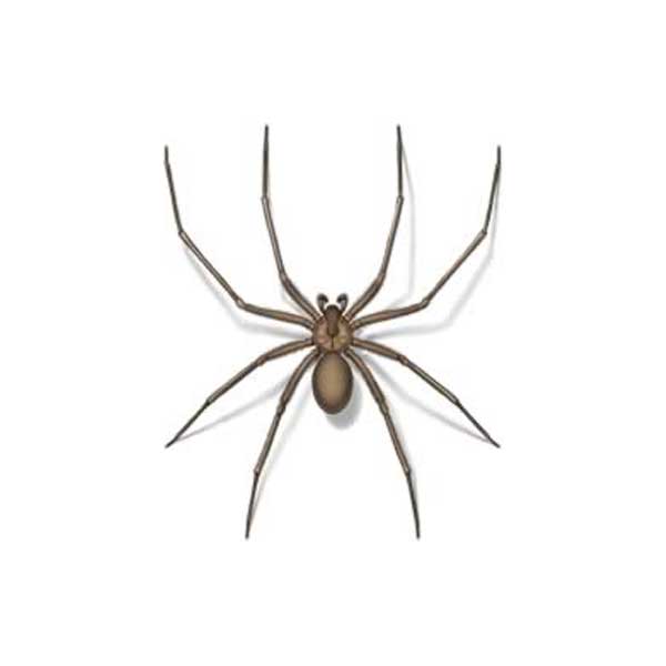 Brown Recluse Spider identification in Winston-Salem |  McNeely Pest Control, Inc