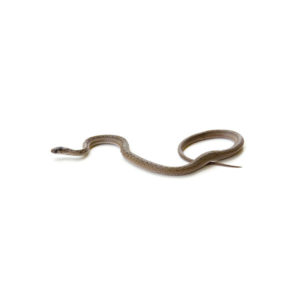 Brown Snake identification in Winston-Salem |  McNeely Pest Control, Inc