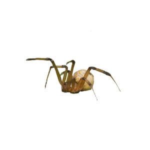 Brown Widow Spider identification in Winston-Salem |  McNeely Pest Control, Inc