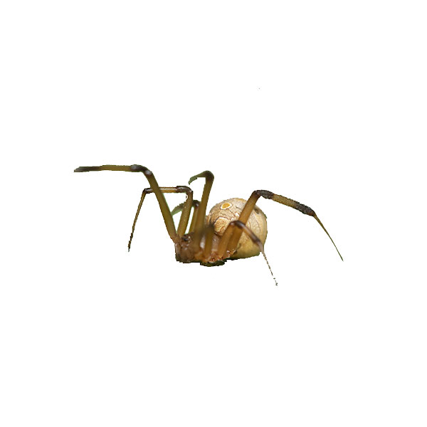 Brown Widow Spider identification in Winston-Salem |  McNeely Pest Control, Inc