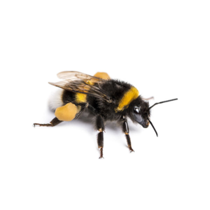Bumblebee identification in Winston-Salem |  McNeely Pest Control, Inc