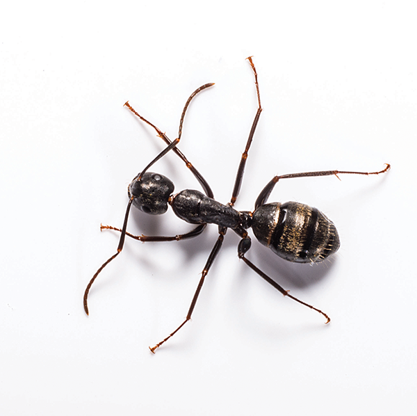 Carpenter Ant identification in Winston-Salem |  McNeely Pest Control, Inc
