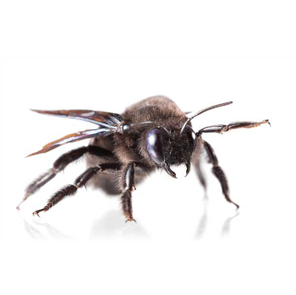 Carpenter Bee identification in Winston-Salem |  McNeely Pest Control, Inc
