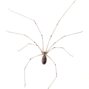 Cellar Spider identification in Winston-Salem |  McNeely Pest Control, Inc