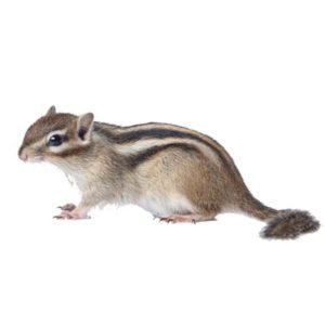 Chipmunk identification in Winston-Salem |  McNeely Pest Control, Inc