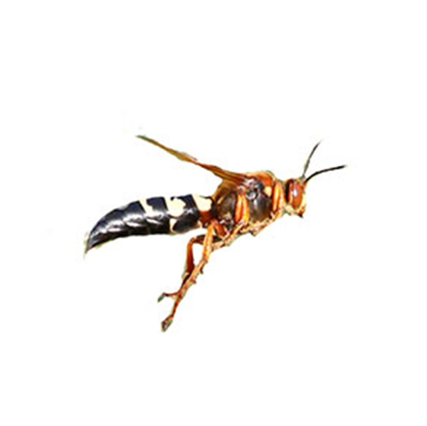 Cicada Killer Wasp identification in Winston-Salem |  McNeely Pest Control, Inc