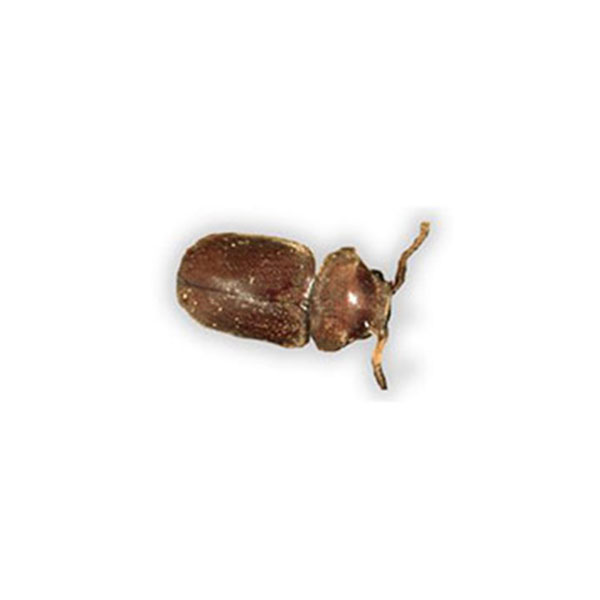 Cigarette Beetle identification in Winston-Salem |  McNeely Pest Control, Inc