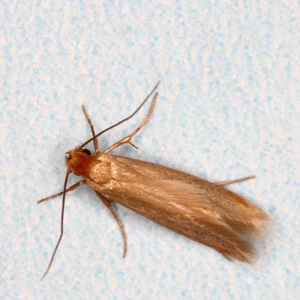 Clothes Moth identification in Winston-Salem |  McNeely Pest Control, Inc