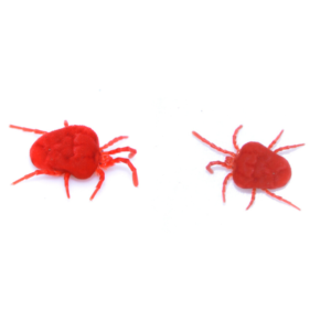 Clover Mite identification in Winston-Salem |  McNeely Pest Control, Inc