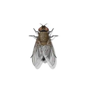 Cluster Fly identification in Winston-Salem |  McNeely Pest Control, Inc