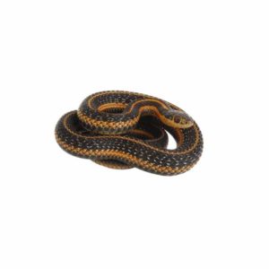 Common Garter Snake identification in Winston-Salem |  McNeely Pest Control, Inc
