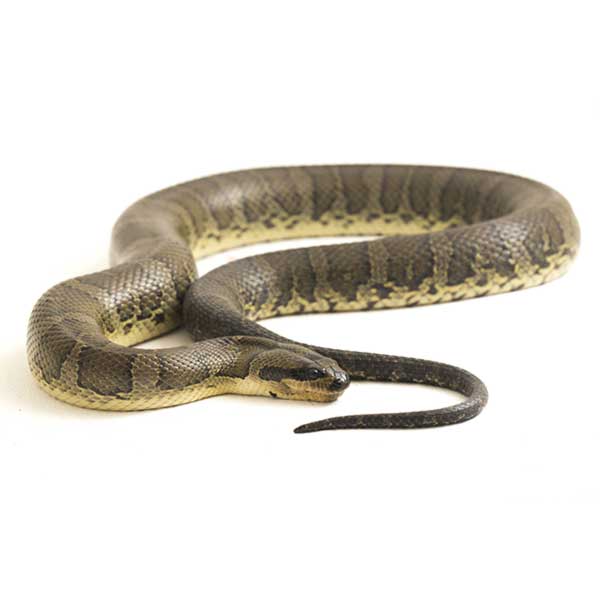 Common Water Snake identification in Winston-Salem |  McNeely Pest Control, Inc