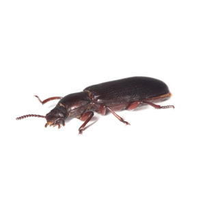 Confused Flour Beetle identification in Winston-Salem |  McNeely Pest Control, Inc