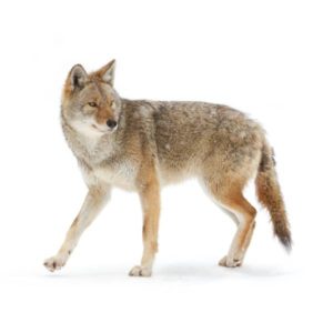 Coyote identification in Winston-Salem |  McNeely Pest Control, Inc