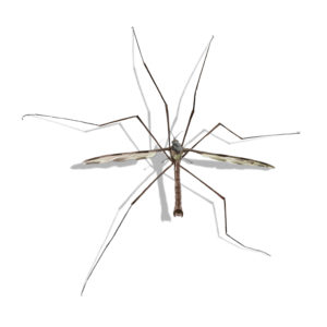 Crane Fly identification in Winston-Salem |  McNeely Pest Control, Inc
