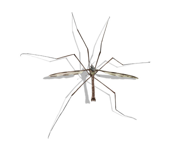 Crane Fly identification in Winston-Salem |  McNeely Pest Control, Inc