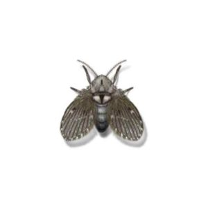 Drain Fly identification in Winston-Salem |  McNeely Pest Control, Inc