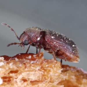 Drugstore Beetle identification in Winston-Salem |  McNeely Pest Control, Inc