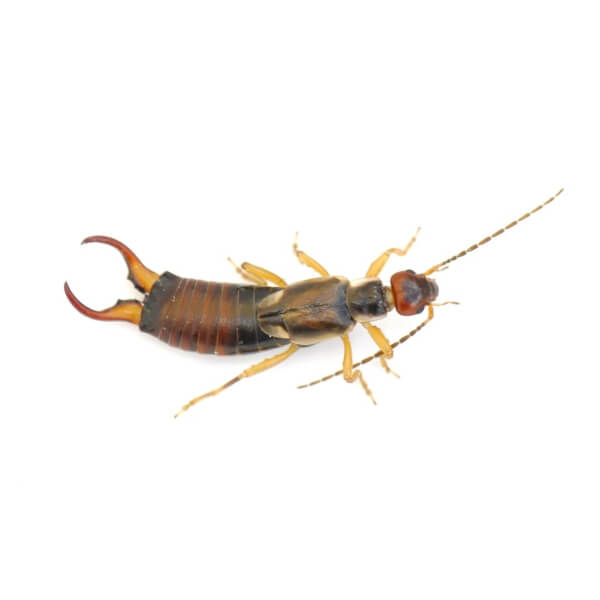 Earwig identification in Winston-Salem |  McNeely Pest Control, Inc