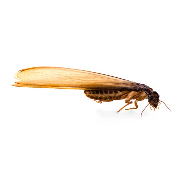 Eastern Subterranean Termite identification in Winston-Salem |  McNeely Pest Control, Inc