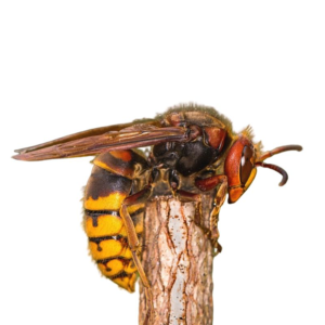 European Hornet identification in Winston-Salem |  McNeely Pest Control, Inc