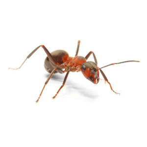 Field Ant identification in Winston-Salem |  McNeely Pest Control, Inc