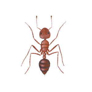 Fire Ant identification in Winston-Salem |  McNeely Pest Control, Inc