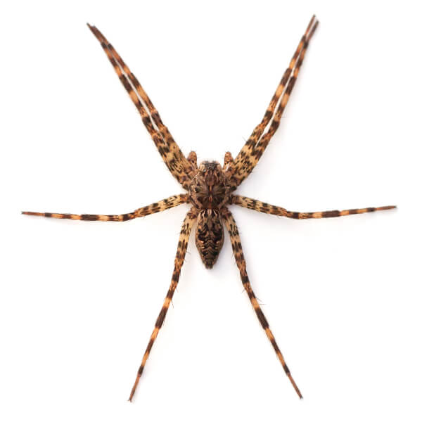 Fishing Spider identification in Winston-Salem |  McNeely Pest Control, Inc